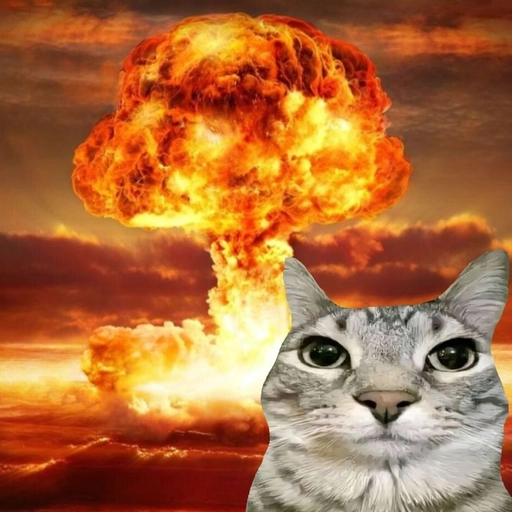 cat funny pfp funny expression