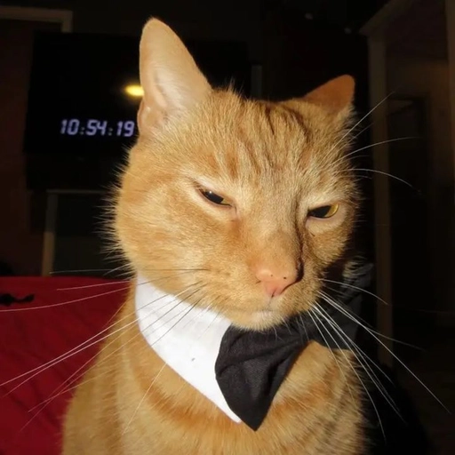 funny cat pfp for discord playful