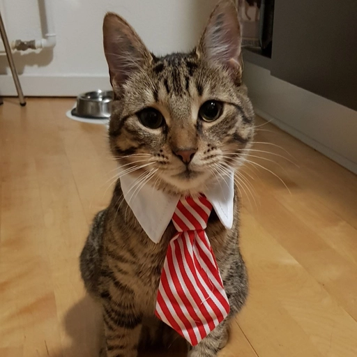 discord pfp funny cat silly