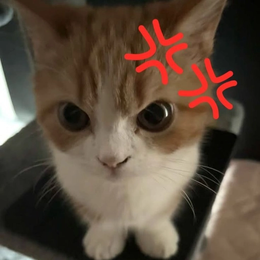 funny cat pfp making faces