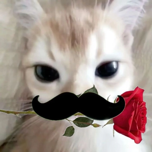 pfp funny cat grumpy