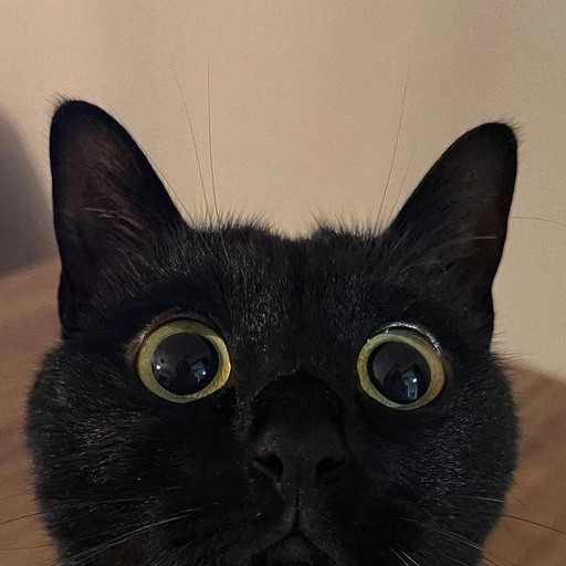 funny cat meme pfp shocked