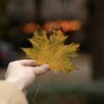 Autumn countryside sunset scenery styled fall aesthetic pfp background