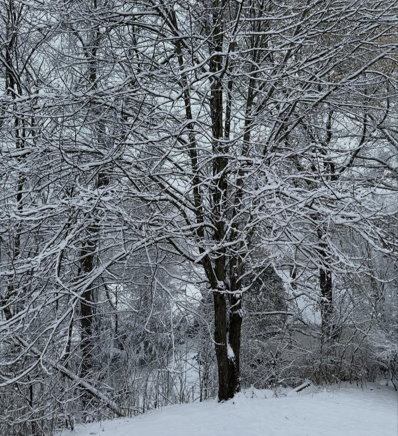 Frost covered pine branches under pale sky winter aesthetic pfp