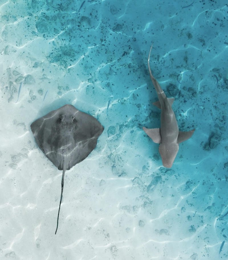 Golden sunset reflecting on ocean waves ocean aesthetic pfp