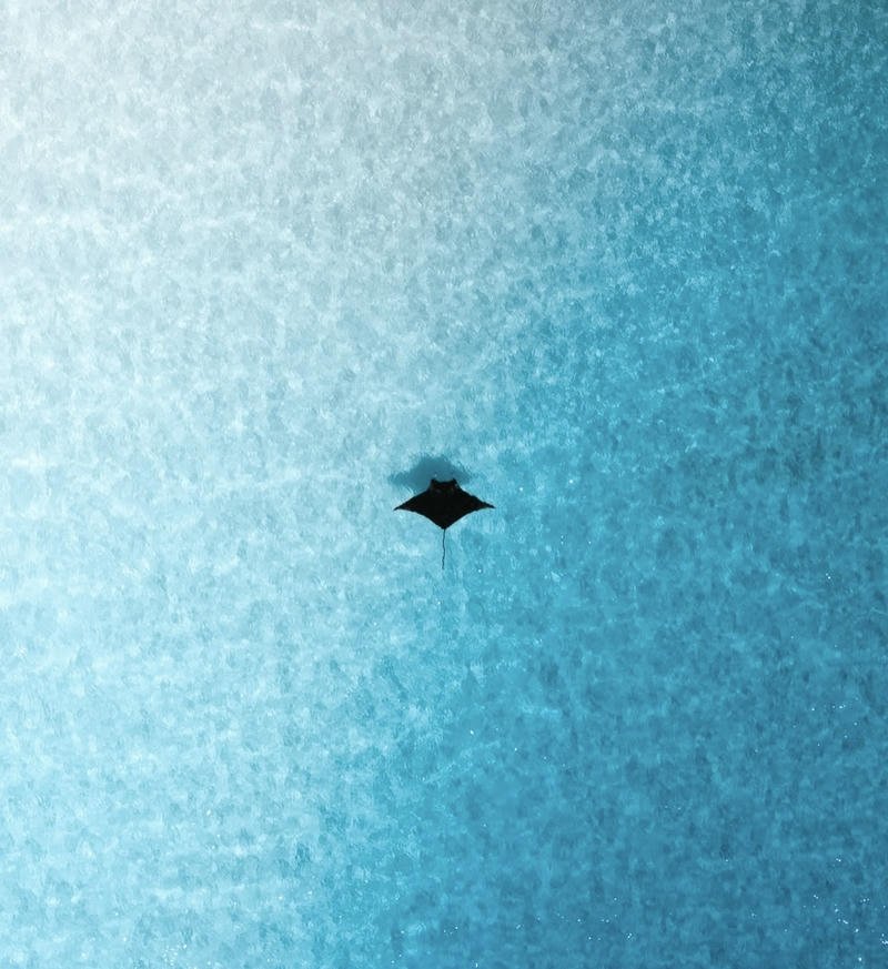 Ocean aesthetic pfp with sparkling water and gentle wave reflections