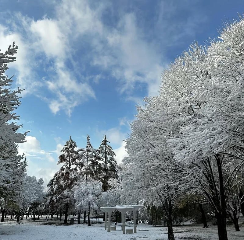 Snowy forest pathway under pale sky winter aesthetic pfp