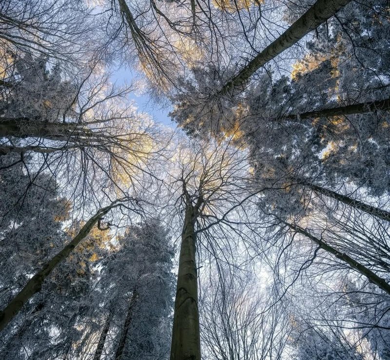 Snowy sunrise lighting forest trees beautiful winter aesthetic pfp