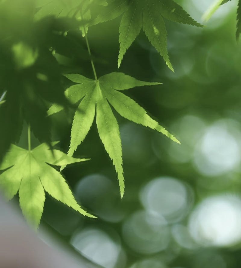 calm ocean horizon at sunset nature aesthetic pfp profile picture