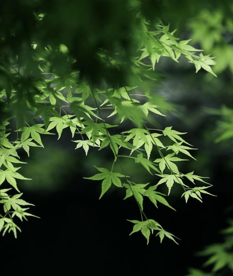 dreamy waterfall in deep forest nature aesthetic pfp profile picture