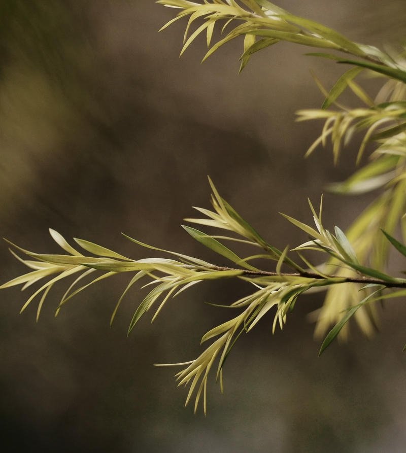foggy forest morning scenery nature aesthetic pfp aesthetic vibe