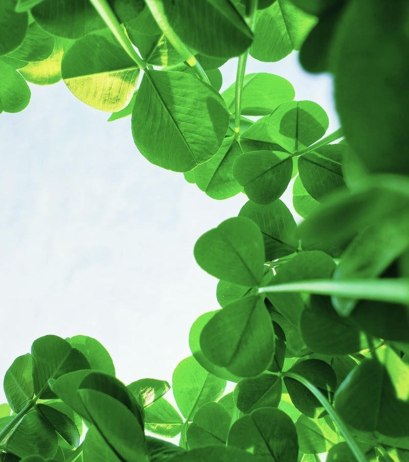 golden hour light in quiet forest nature aesthetic pfp aesthetic