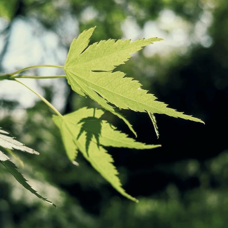 green nature landscape peaceful scenery nature aesthetic pfp profile picture