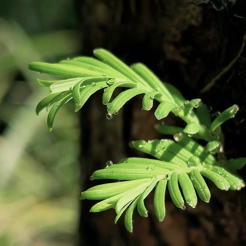 misty forest hills at sunrise nature aesthetic pfp profile