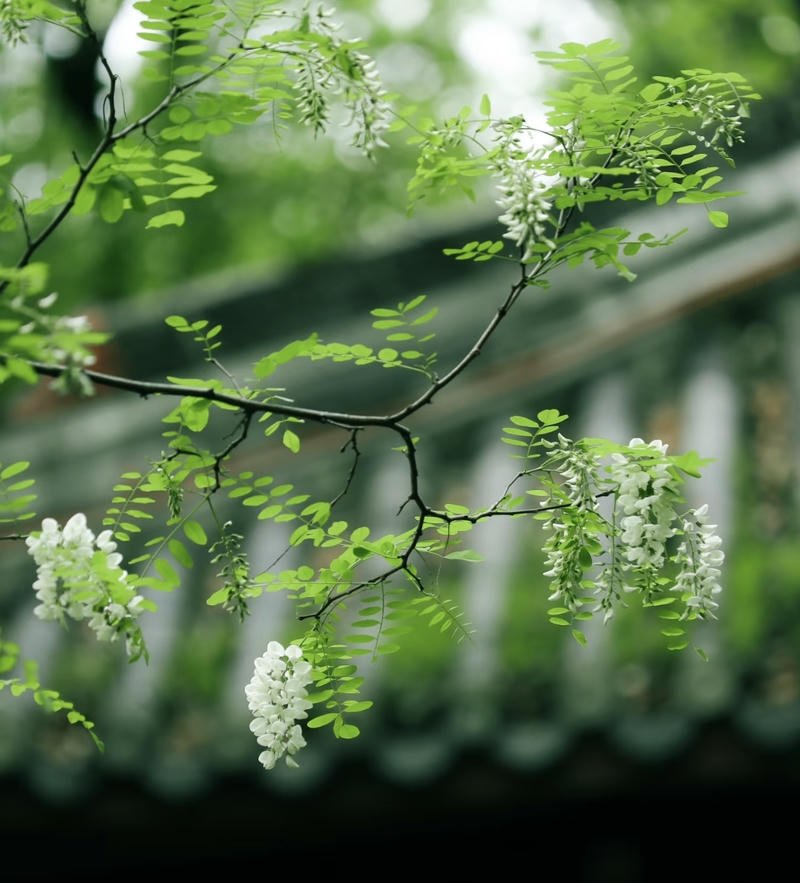 peaceful forest lake under sunset sky nature aesthetic pfp profile