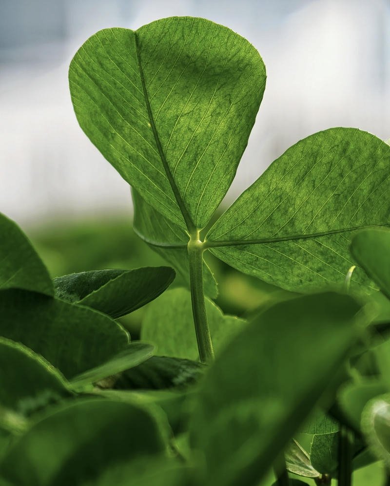 peaceful river flowing through forest nature aesthetic pfp profile