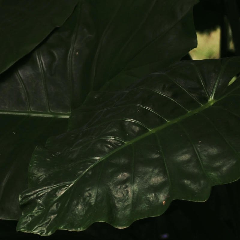 soft green forest scenery nature aesthetic pfp profile picture