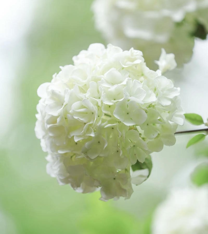 soft green leaves with sunlight nature aesthetic pfp aesthetic