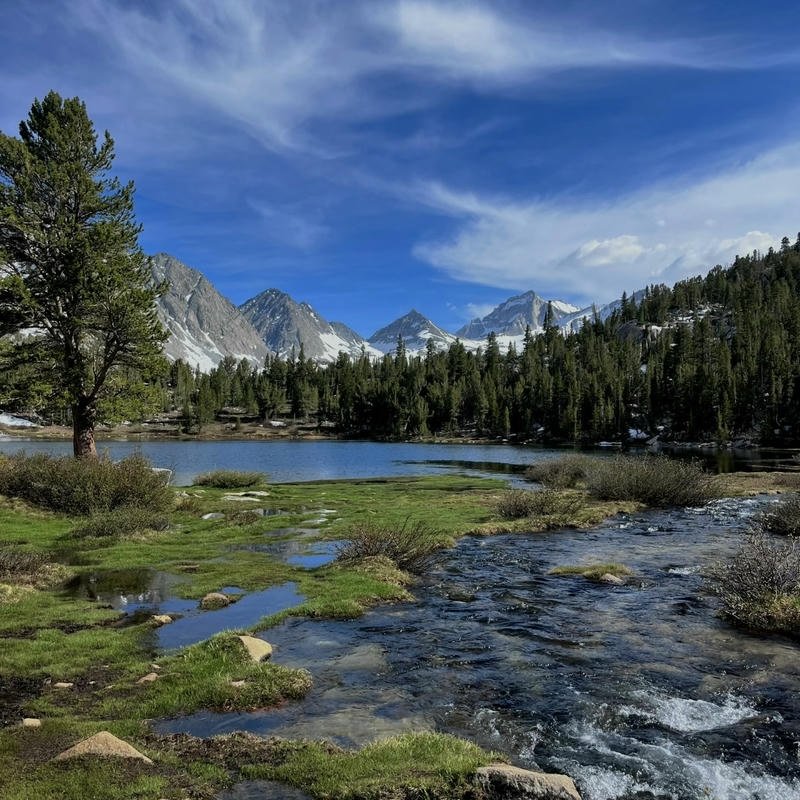 sunlight through leaves soft glow nature aesthetic pfp aesthetic