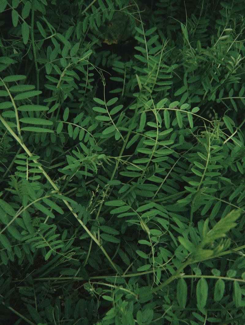 sunset glow over quiet lake nature aesthetic pfp aesthetic